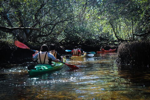Dolphin Sanctuary Kayaking In Adelaide - Accommodation Main Beach 3
