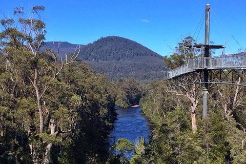 Tahune Airwalk Active Day Trip From Hobart Including Hastings Caves - Accommodation Main Beach 6
