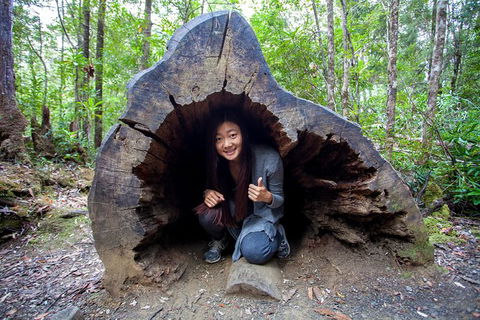 Tahune Airwalk Active Day Trip From Hobart Including Hastings Caves - Accommodation Main Beach 5