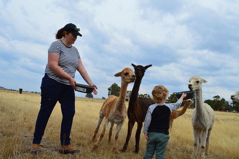 Alpaca Farm Tours With Toffeemont - Accommodation Main Beach 4