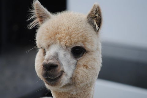 Alpaca Farm Tours With Toffeemont - Accommodation Main Beach 0