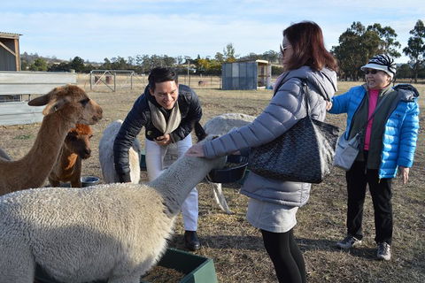 Alpaca Farm Tours With Toffeemont - Accommodation Main Beach 2