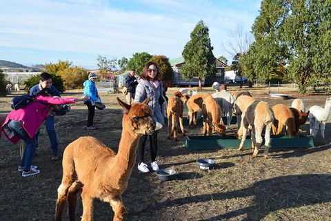 Alpaca Farm Tours With Toffeemont - Accommodation Main Beach 5