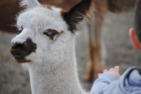 Alpaca Farm Tours With Toffeemont - Accommodation Main Beach 1