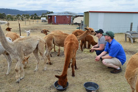 Alpaca Farm Tours With Toffeemont - Accommodation Main Beach 3