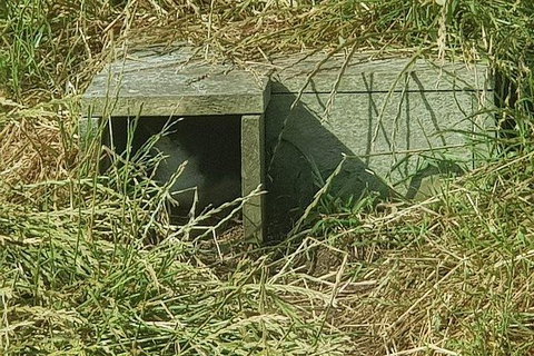 Phillip Island Penguin And Wildlife Tour - Accommodation Main Beach 11