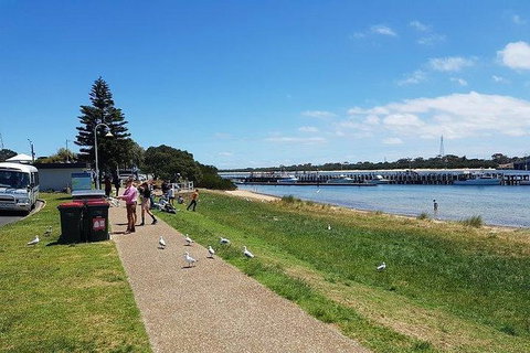 Phillip Island Penguin And Wildlife Tour - Accommodation Main Beach 25