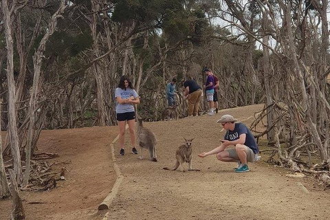 Phillip Island Penguin And Wildlife Tour - Accommodation Main Beach 34