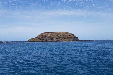 Phillip Island Penguin And Wildlife Tour - Accommodation Main Beach 17