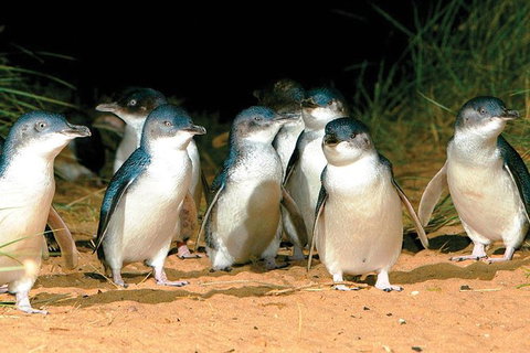 Phillip Island Penguin And Wildlife Tour - Accommodation Main Beach 0