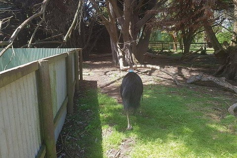 Phillip Island Penguin And Wildlife Tour - Accommodation Main Beach 5