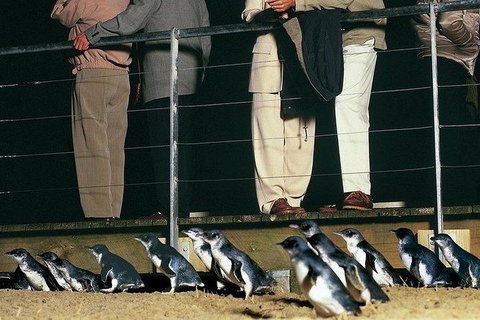Phillip Island Penguin And Wildlife Tour - Accommodation Main Beach 20