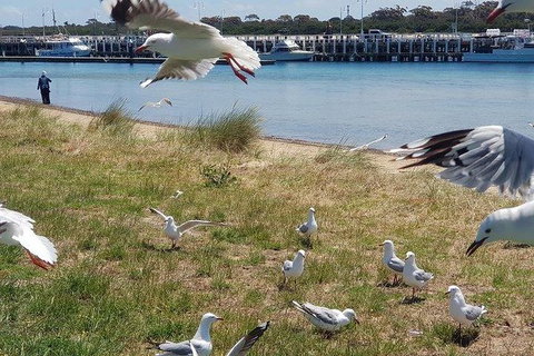 Phillip Island Penguin And Wildlife Tour - Accommodation Main Beach 1