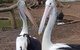 Phillip Island Penguin And Wildlife Tour - thumb 6
