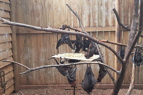Phillip Island Penguin And Wildlife Tour - Accommodation Main Beach 31