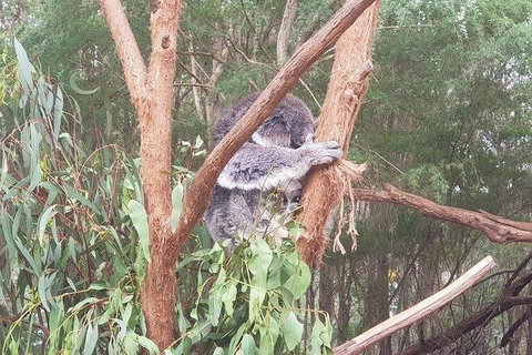 Phillip Island Penguin And Wildlife Tour - Accommodation Main Beach 16