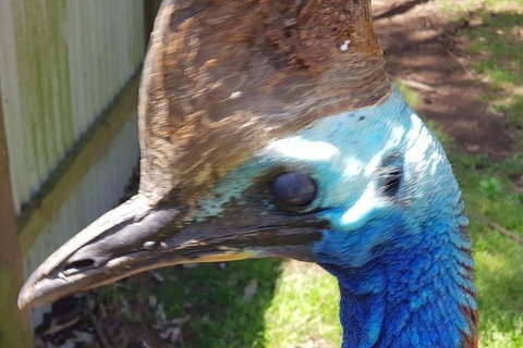 Phillip Island Penguin And Wildlife Tour - Accommodation Main Beach 19