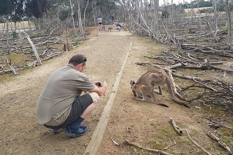 Phillip Island Penguin And Wildlife Tour - Accommodation Main Beach 30