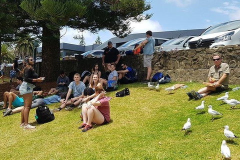 Phillip Island Penguin And Wildlife Tour - Accommodation Main Beach 22