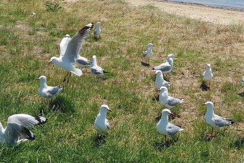 Phillip Island Penguin And Wildlife Tour - Accommodation Main Beach 9