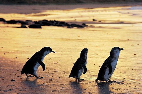 Phillip Island Penguin And Wildlife Tour - Accommodation Main Beach 13