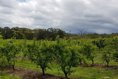 Day Tour Of Yarra Valley Puffing Billy And Rayners Orchard - Accommodation Main Beach 42