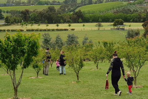 Day Tour Of Yarra Valley Puffing Billy And Rayners Orchard - Accommodation Main Beach 36