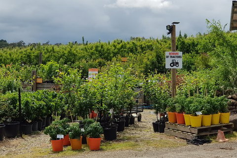 Day Tour Of Yarra Valley Puffing Billy And Rayners Orchard - Accommodation Main Beach 46