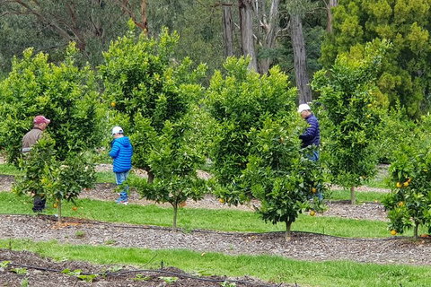 Day Tour Of Yarra Valley Puffing Billy And Rayners Orchard - Accommodation Main Beach 1