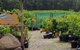 Day Tour Of Yarra Valley Puffing Billy And Rayners Orchard - thumb 22