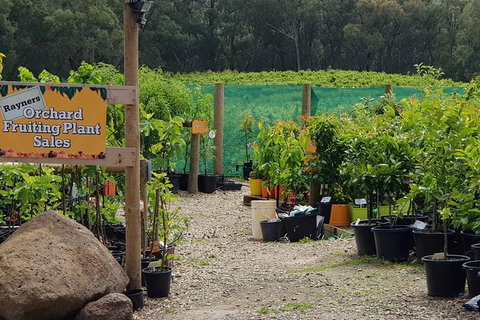 Day Tour Of Yarra Valley Puffing Billy And Rayners Orchard - Accommodation Main Beach 22