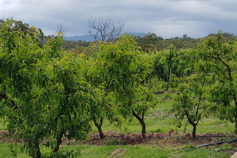 Day Tour Of Yarra Valley Puffing Billy And Rayners Orchard - Accommodation Main Beach 41
