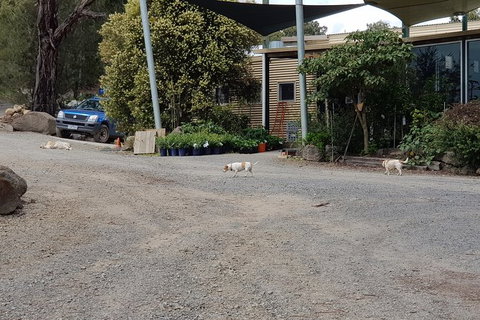 Day Tour Of Yarra Valley Puffing Billy And Rayners Orchard - Accommodation Main Beach 26