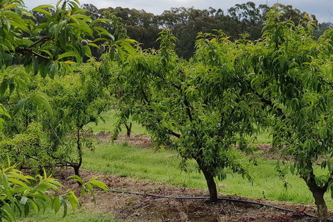 Day Tour Of Yarra Valley Puffing Billy And Rayners Orchard - Accommodation Main Beach 49