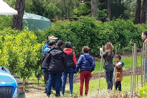 Day Tour Of Yarra Valley Puffing Billy And Rayners Orchard - Accommodation Main Beach 16