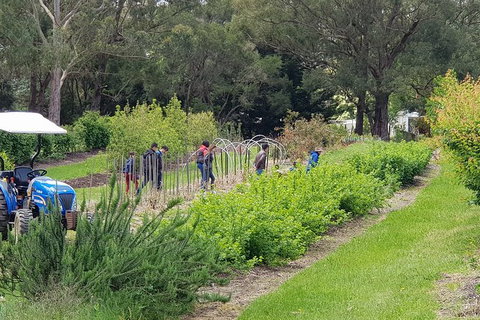 Day Tour Of Yarra Valley Puffing Billy And Rayners Orchard - Accommodation Main Beach 29