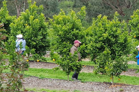 Day Tour Of Yarra Valley Puffing Billy And Rayners Orchard - Accommodation Main Beach 34