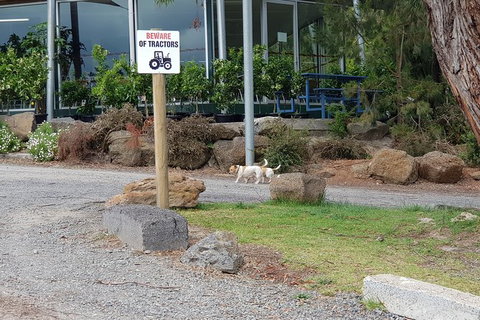 Day Tour Of Yarra Valley Puffing Billy And Rayners Orchard - Accommodation Main Beach 2