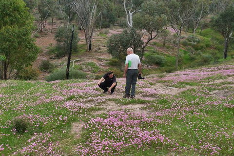 Orchids And Wildflowers Photographic Day Tour From Perth - Accommodation Main Beach 11