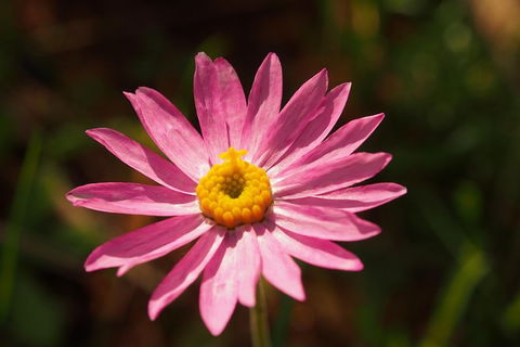 Orchids And Wildflowers Photographic Day Tour From Perth - Accommodation Main Beach 7