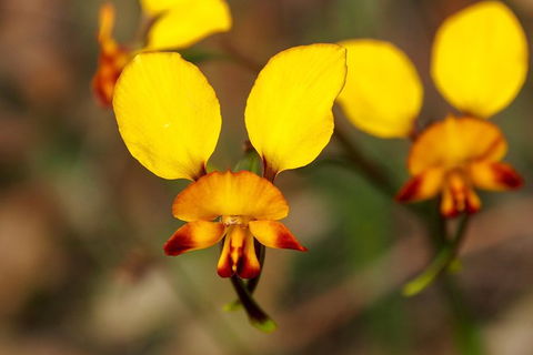 Orchids And Wildflowers Photographic Day Tour From Perth - Accommodation Main Beach 2