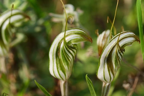 Orchids And Wildflowers Photographic Day Tour From Perth - Accommodation Main Beach 12