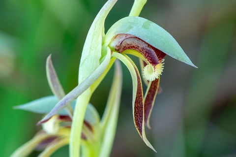 Orchids And Wildflowers Photographic Day Tour From Perth - Accommodation Main Beach 9