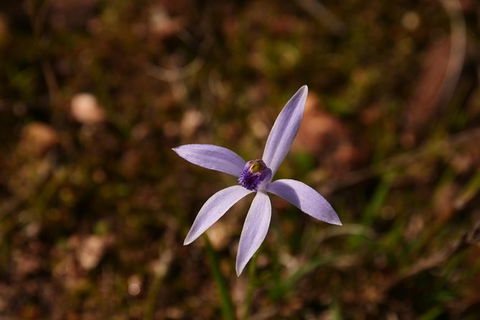 Orchids And Wildflowers Photographic Day Tour From Perth - Accommodation Main Beach 6