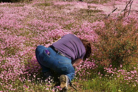 Orchids And Wildflowers Photographic Day Tour From Perth - Accommodation Main Beach 4
