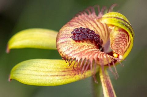 Orchids And Wildflowers Photographic Day Tour From Perth - Accommodation Main Beach 0