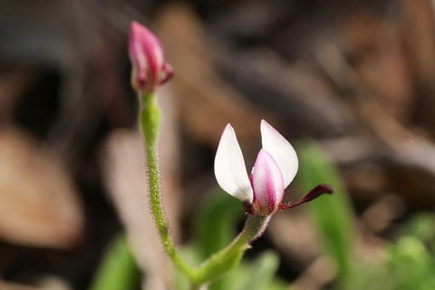 Orchids And Wildflowers Photographic Day Tour From Perth - Accommodation Main Beach 5