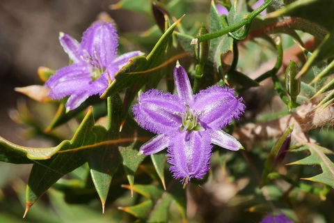 Orchids And Wildflowers Photographic Day Tour From Perth - Accommodation Main Beach 3
