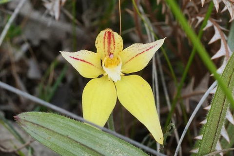 Orchids And Wildflowers Photographic Day Tour From Perth - Accommodation Main Beach 8