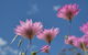Orchids And Wildflowers Photographic Day Tour From Perth - thumb 10